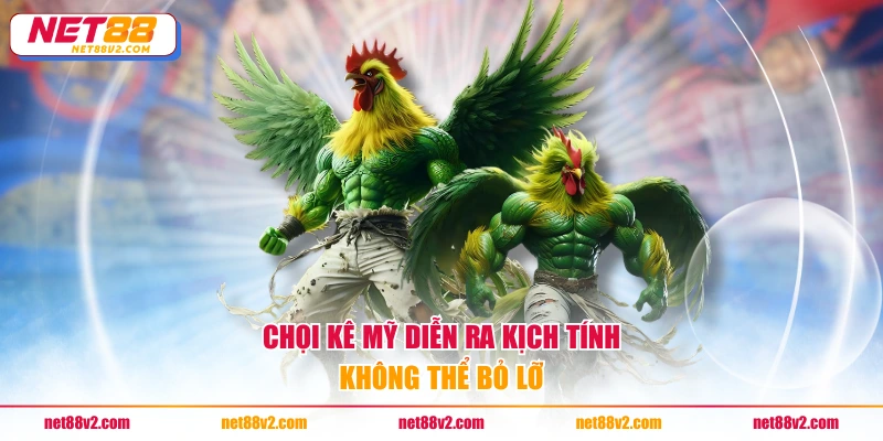 Chọi kê Mỹ diễn ra kịch tính, không thể bỏ lỡ