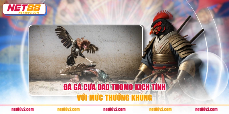 Đá gà cựa dao Thomo kịch tính với mức thưởng khủng
